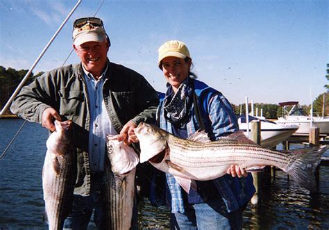 stripersonline|Fishing Reports .